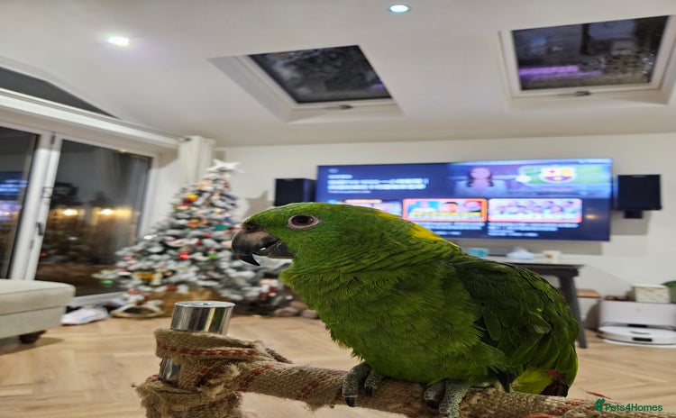 Parrots birds - Advert 1