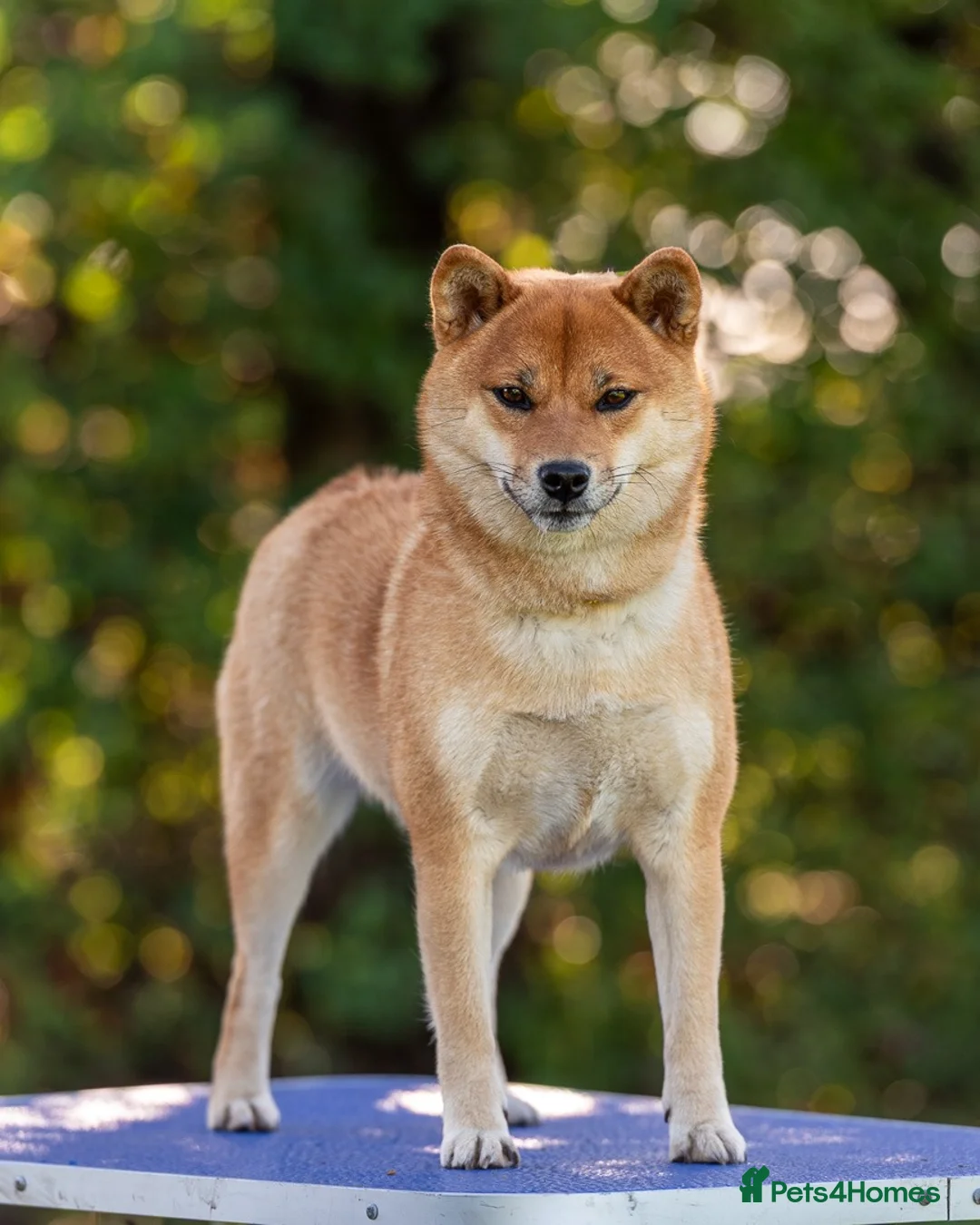 Japanese Shiba Inu dogs for sale: Lovely Maya looking for family home .  - Advert 2