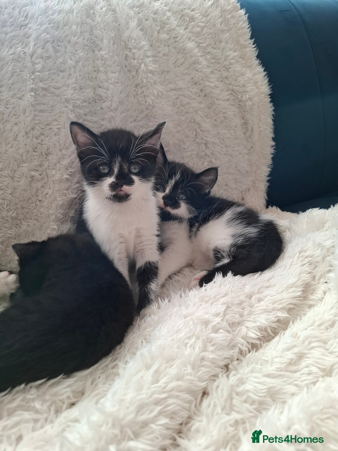 Mixed Breed cats for sale: Tabby/British short hair - Advert 19