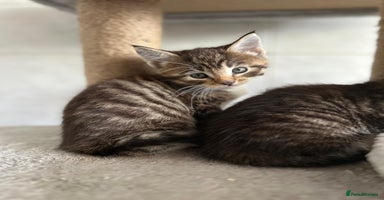 Maine Coon cats - Advert 7