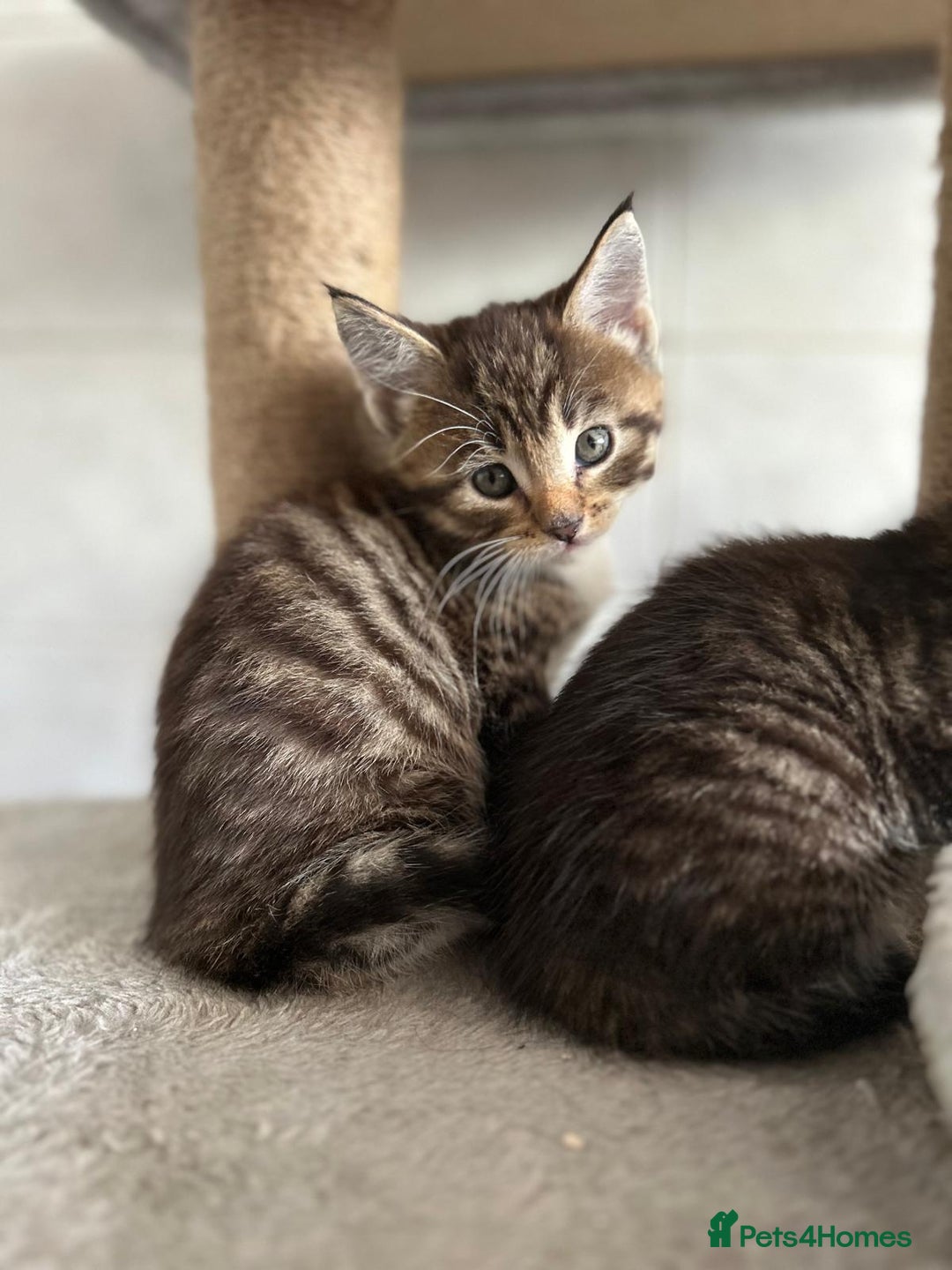 Maine Coon cats for sale: Gorgeous Maine Coon cross Bengal Kittens  - Image 2