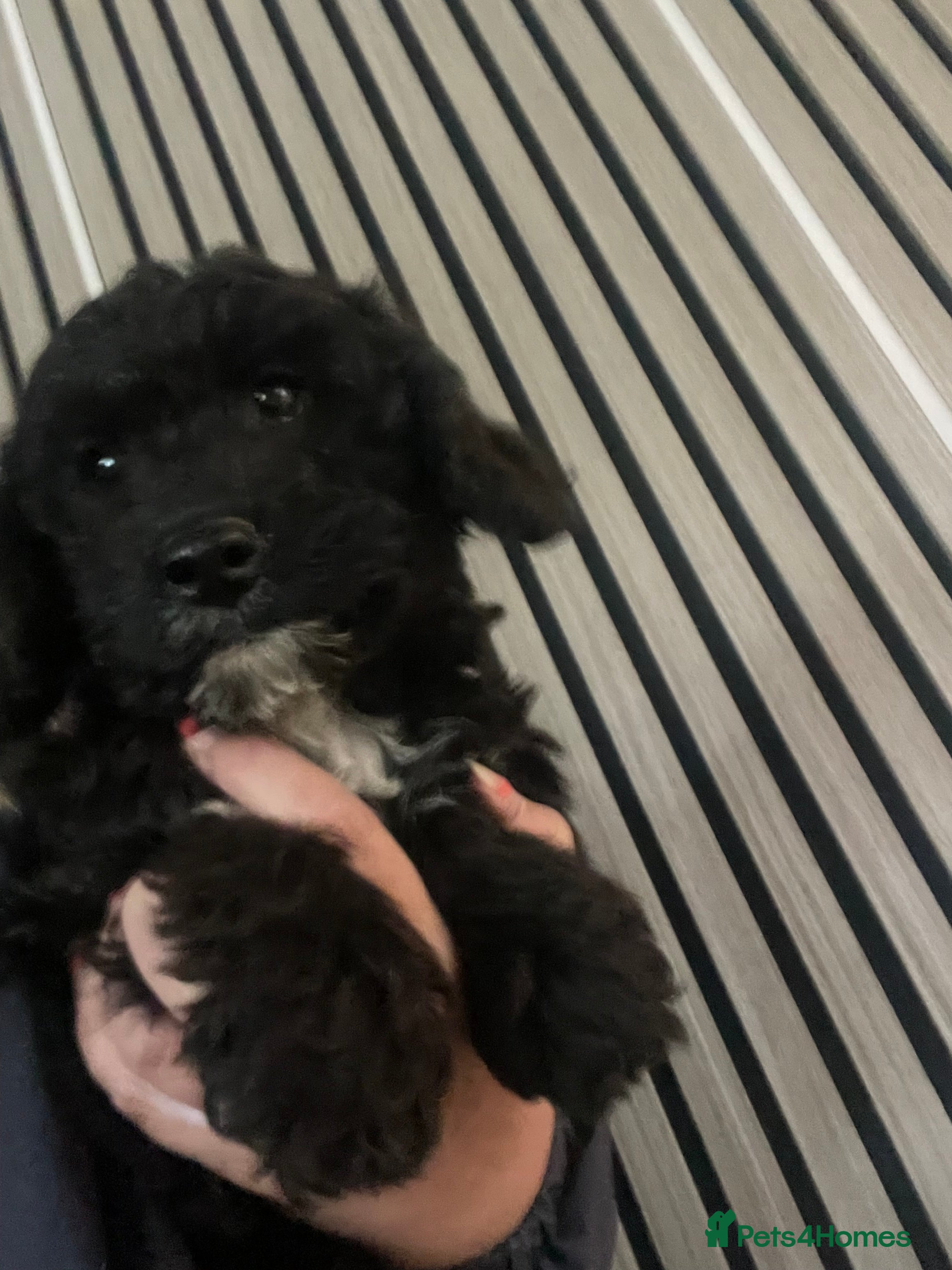 Cockapoo dogs Fully vaccinated Stunning F1B cockapoo  - Advert 16