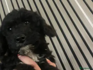 Cockapoo dogs Fully vaccinated Stunning F1B cockapoo - Advert 16