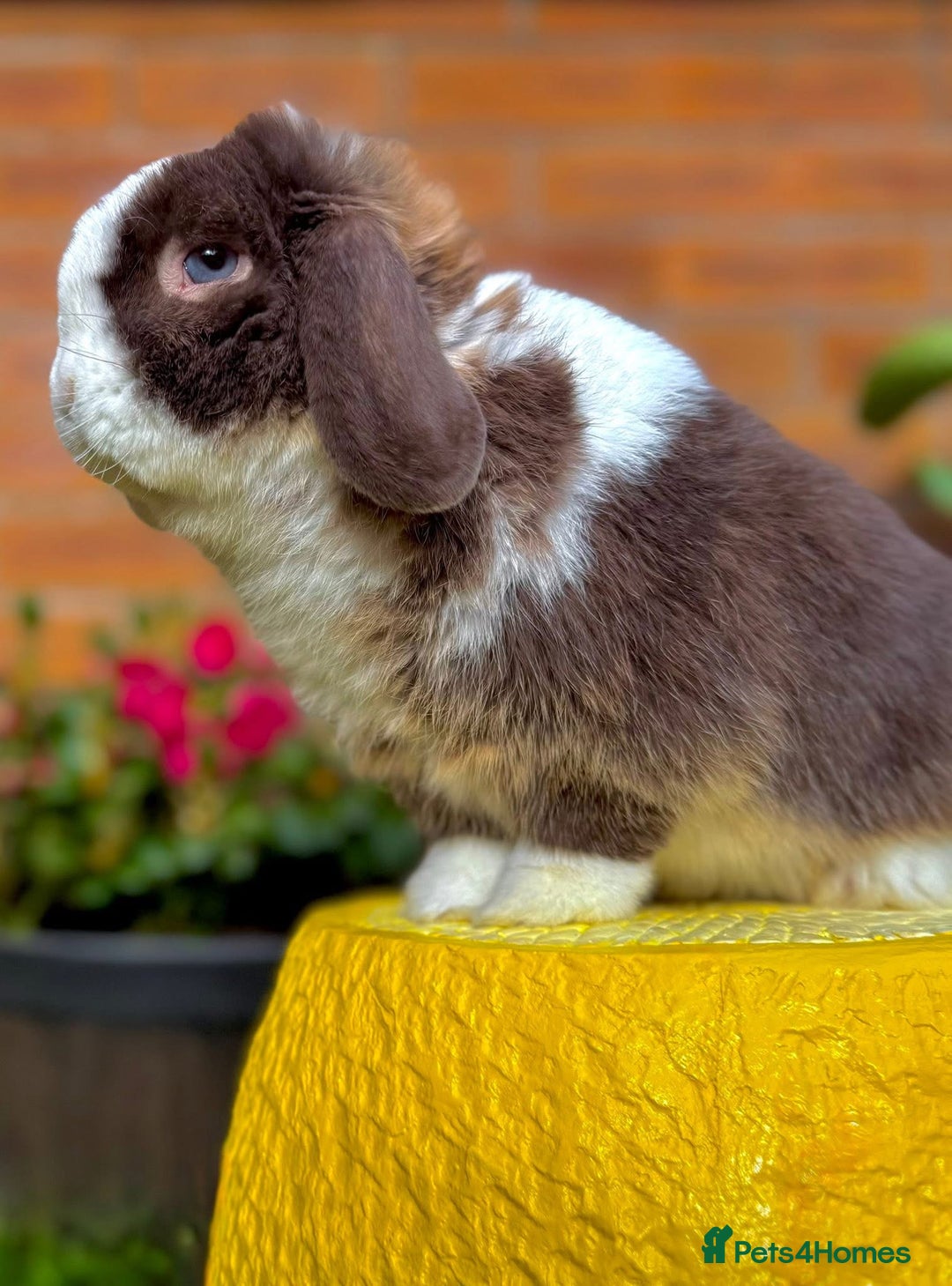 Mini Lop rabbits for sale: MiniLop Baby Boy ready now  - Advert 12