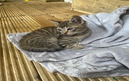 Mixed Breed cats for sale: One baby boy tabby - Image 7