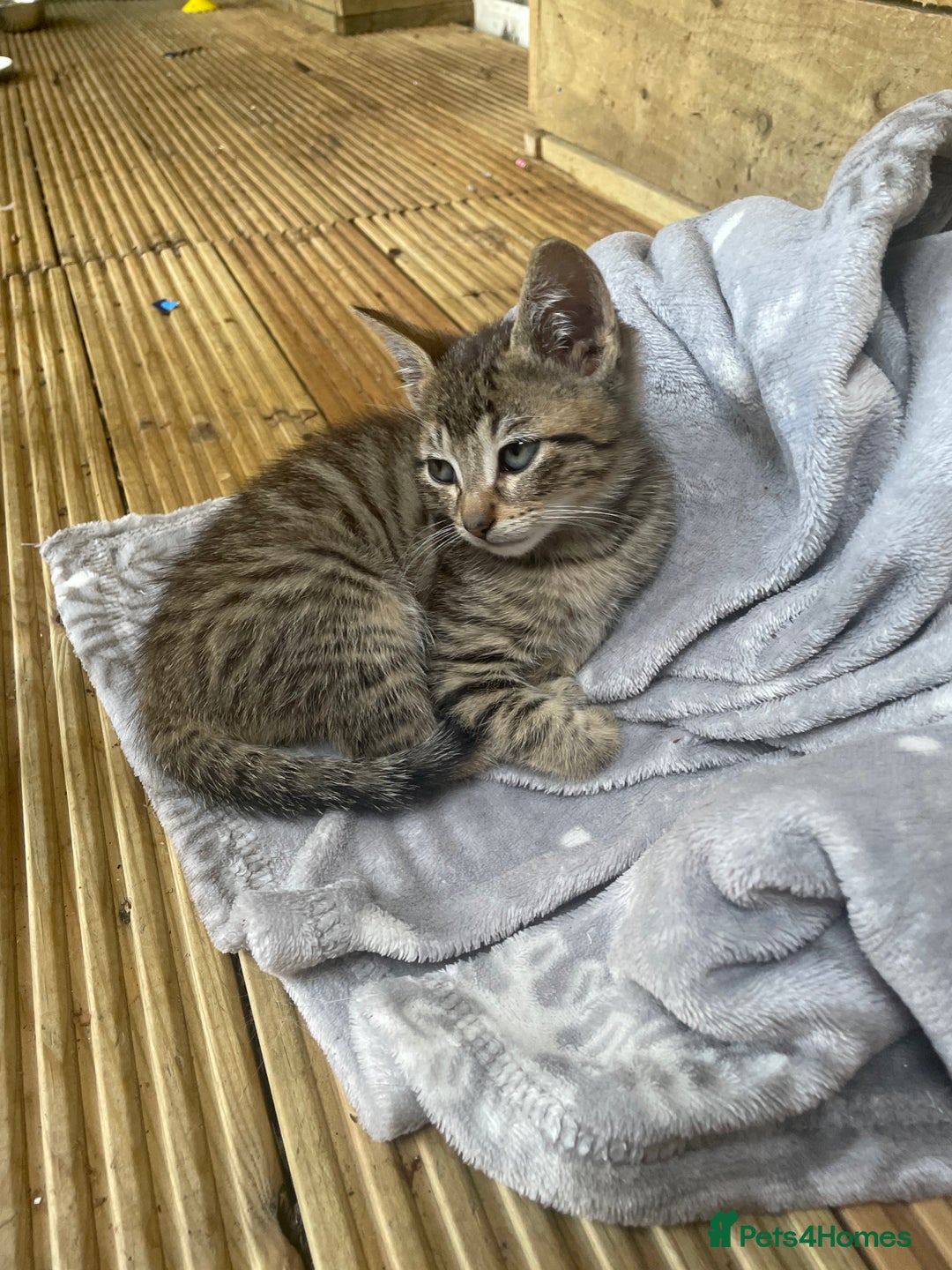Mixed Breed cats for sale: One baby boy tabby - Image 7