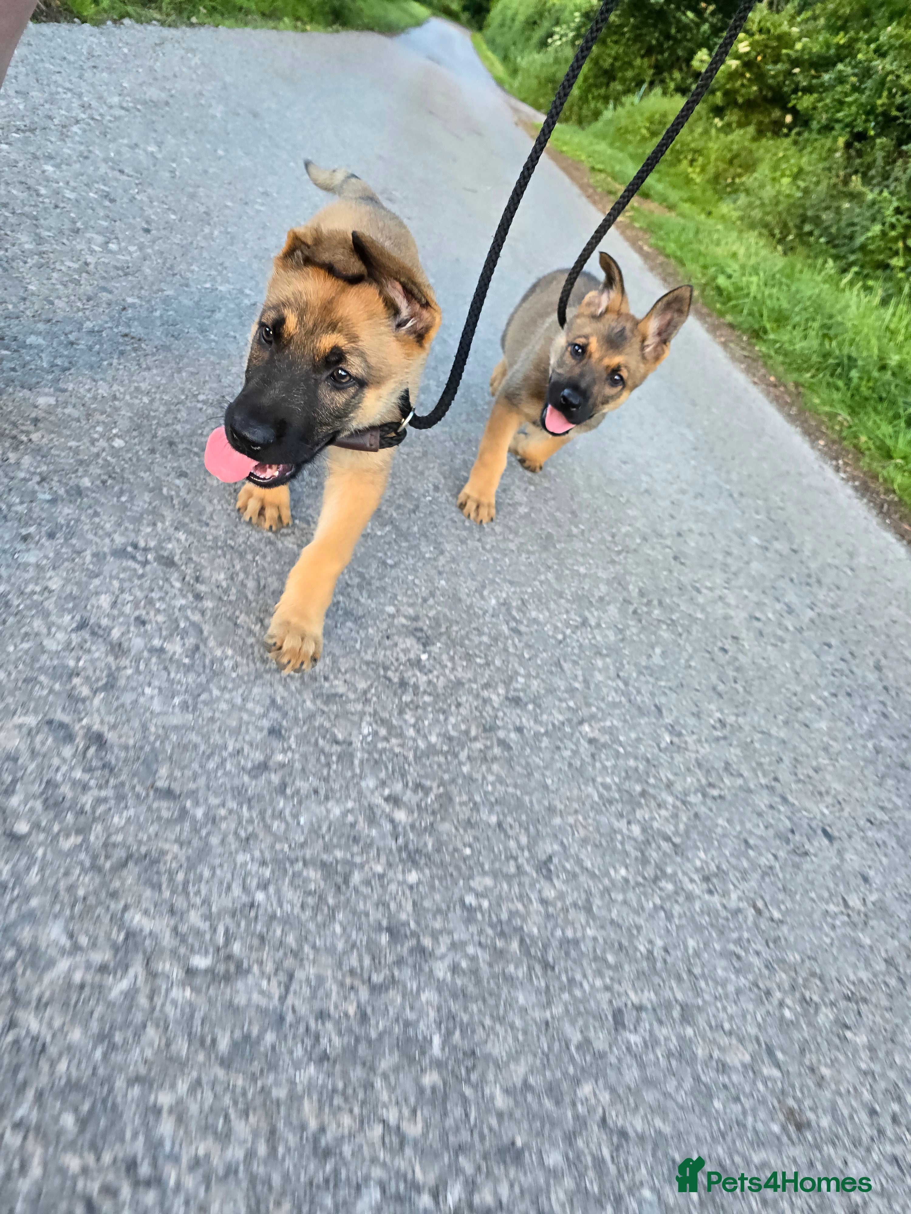 German Shepherd dogs for sale: Shepherd puppy available  - Advert 10
