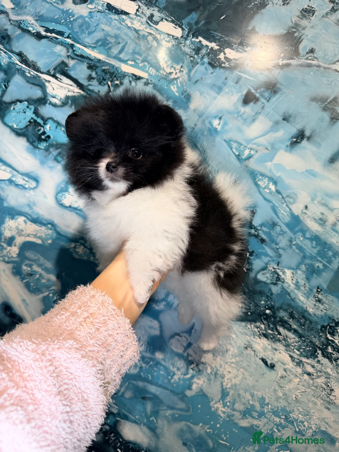 Pomeranian dogs for sale: Party color Pomeranian boy like a panda bear - Advert 6