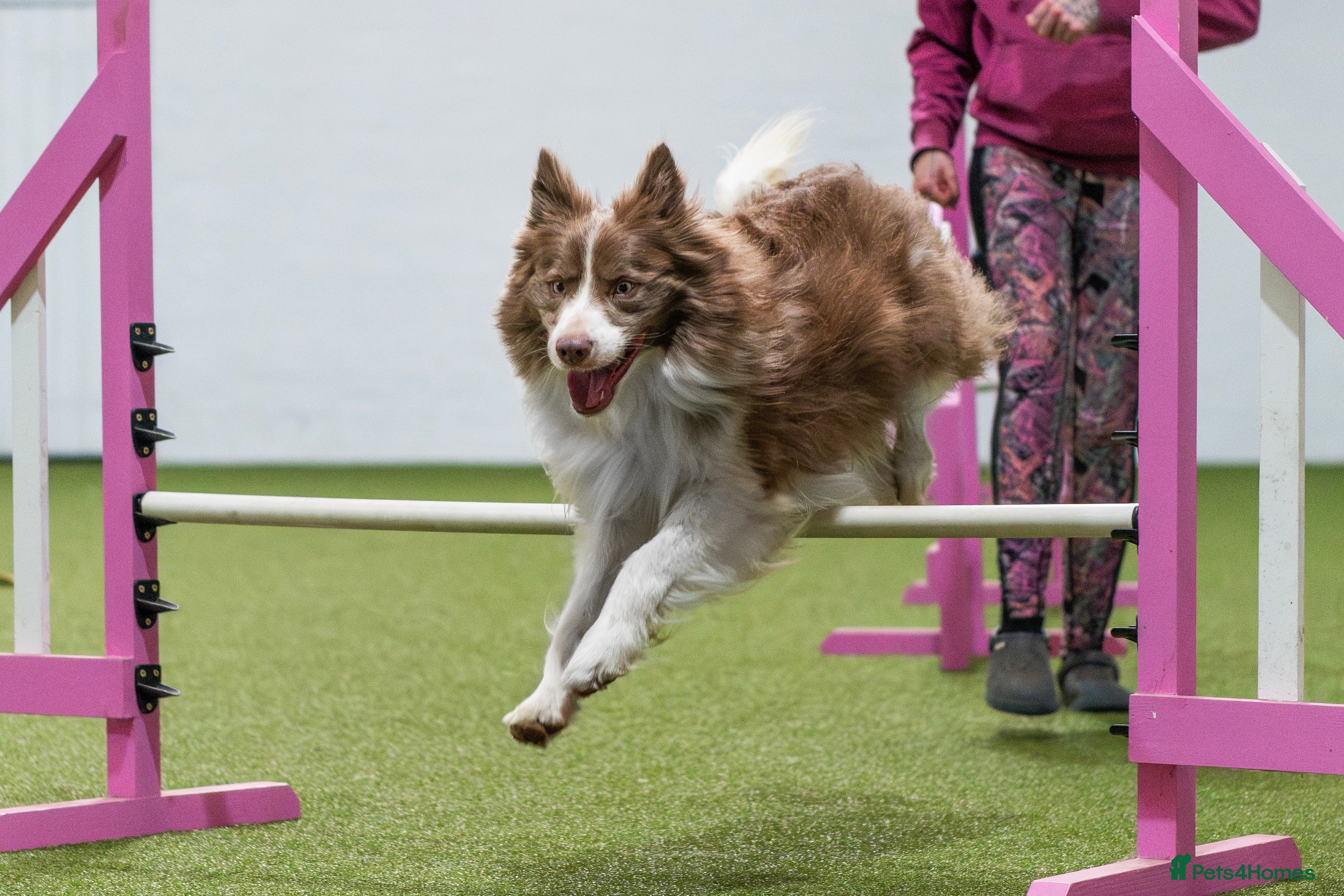Border Collie dogs Fully health tested lilac duel KC/ISDS For stud  in Boston - Advert 2