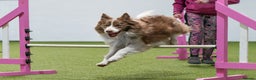 Border Collie dogs for stud: Fully health tested lilac duel KC/ISDS For stud  in Boston - Advert 1