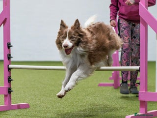 Border Collie dogs in Boston - Advert 5