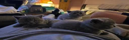 British Shorthair cats for sale: Beautiful British Shorthair Kittens in West Calder - Advert 5