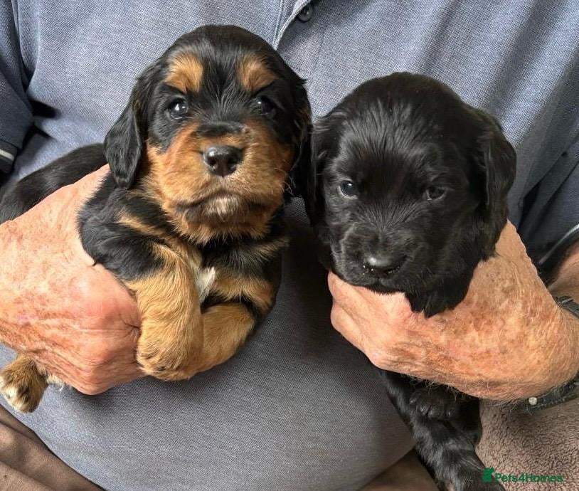 Cocker Spaniel dogs KC Registered Cocker Spaniel Puppies - Advert 1