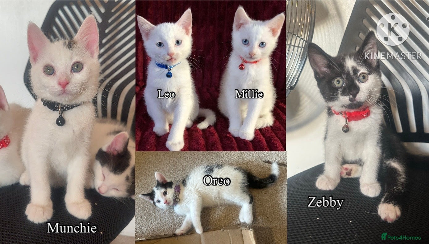 Mixed Breed cats White and black Kittens  - Advert 1
