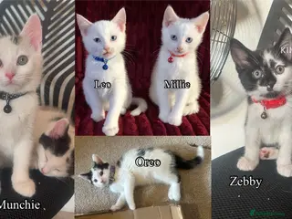 Mixed Breed cats White and black Kittens - Advert 17