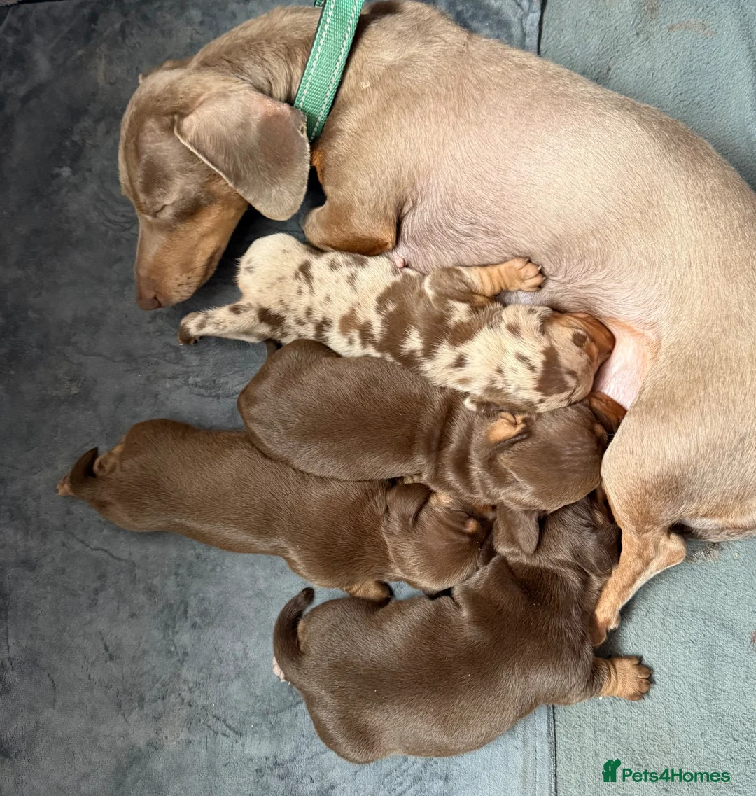 Miniature Dachshund dogs for sale: Beautiful miniature dachshund puppies  - Advert 2