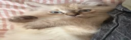 Ragdoll cats for sale: Ragdoll kitten - Advert 3