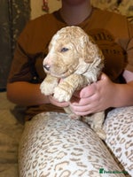 Goldendoodle dogs Beautiful Rainbow Litter of Goldendoodles - Advert 2
