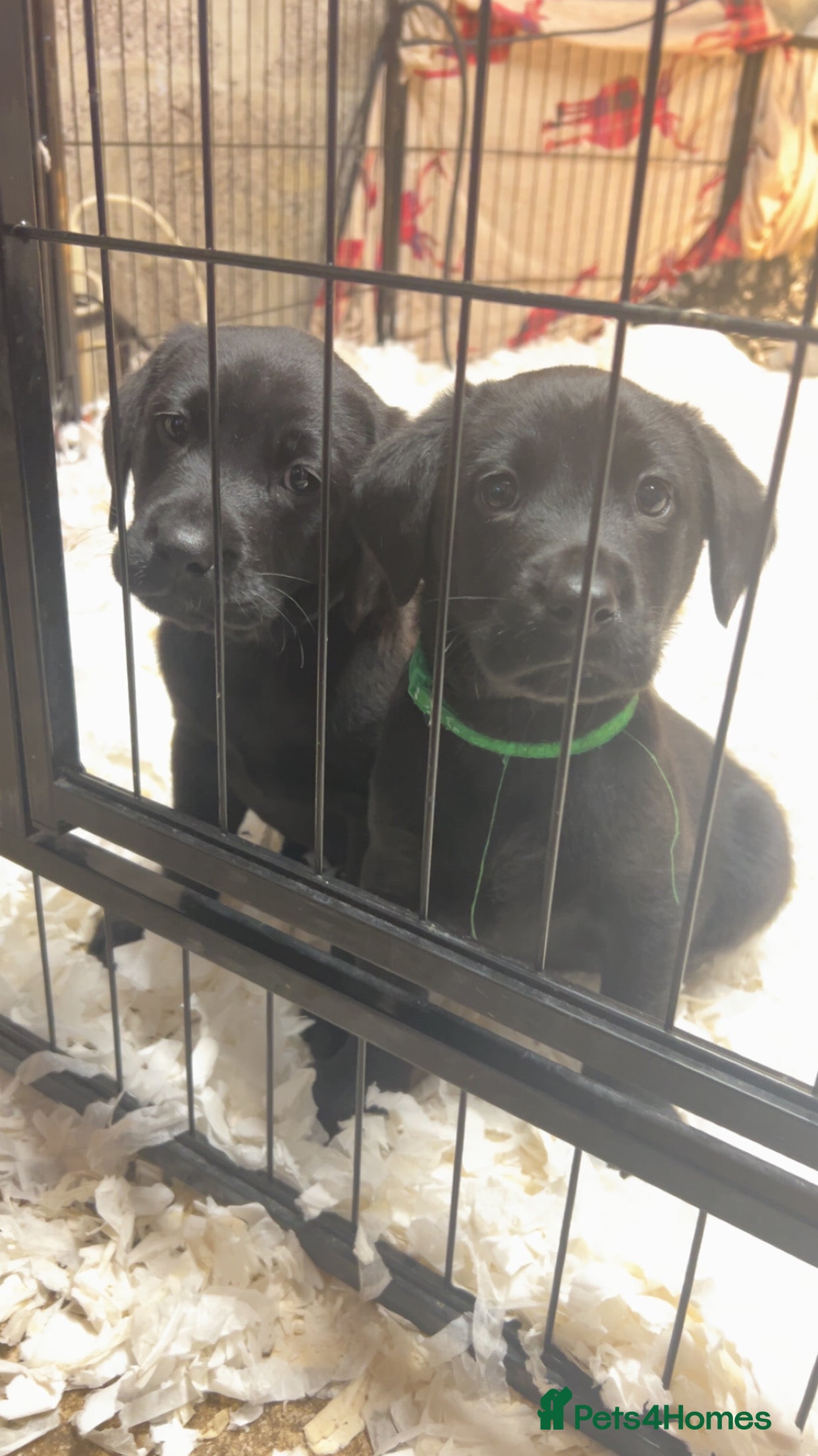 Labrador Retriever dogs Lovely KC registered Black and Chocolate pups - Advert 18