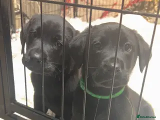 Labrador Retriever dogs Lovely KC registered Black and Chocolate pups - Advert 18