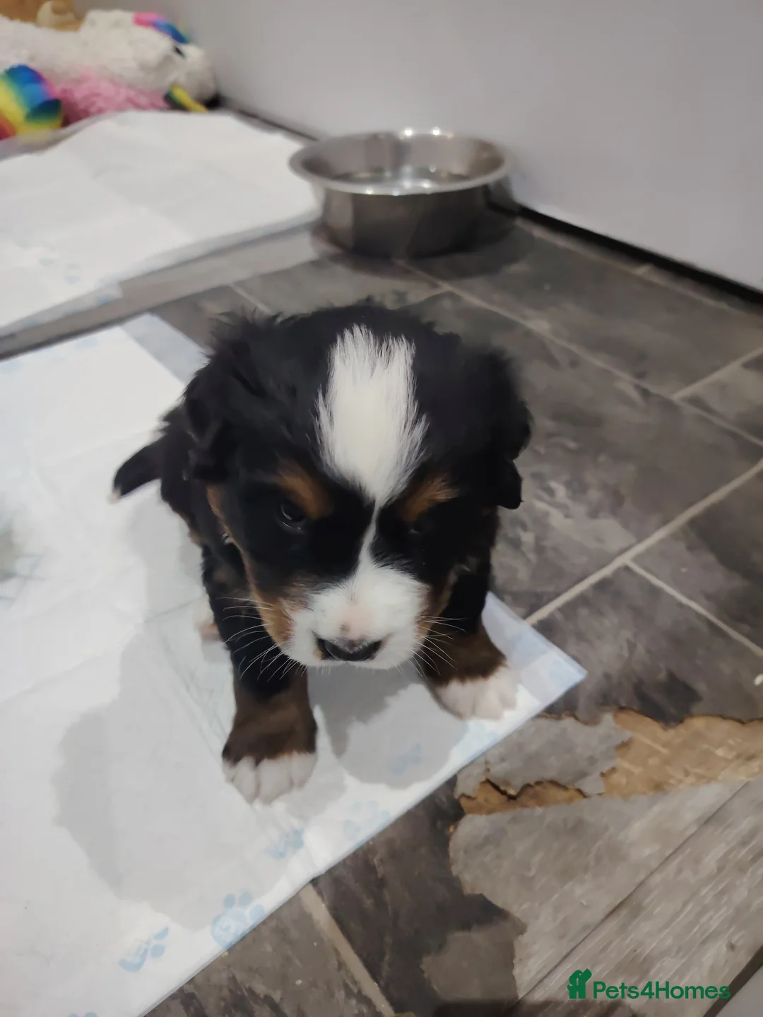 Bernese Mountain Dog dogs for sale: Bernese mountain dog puppies  - Advert 4