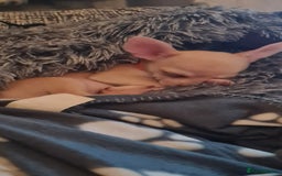 Chihuahua dogs for sale: 1 little boy left - Image 2