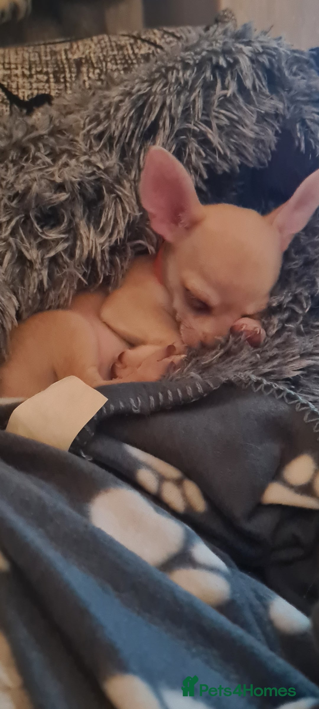 Chihuahua dogs for sale: 1 little boy left - Image 2