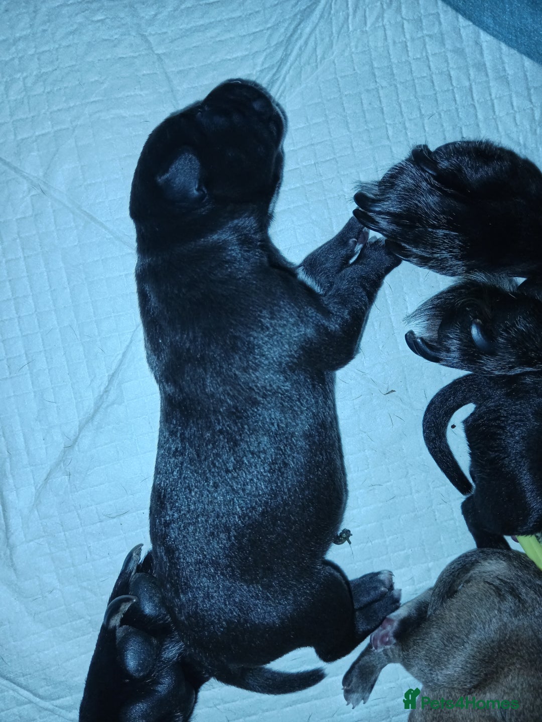 Mixed Breed dogs for sale: Staffy x border collie for sale  - Advert 9