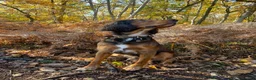 Mixed Breed dogs for stud: Proven Sprocker Spaniel For Stud - Advert 11