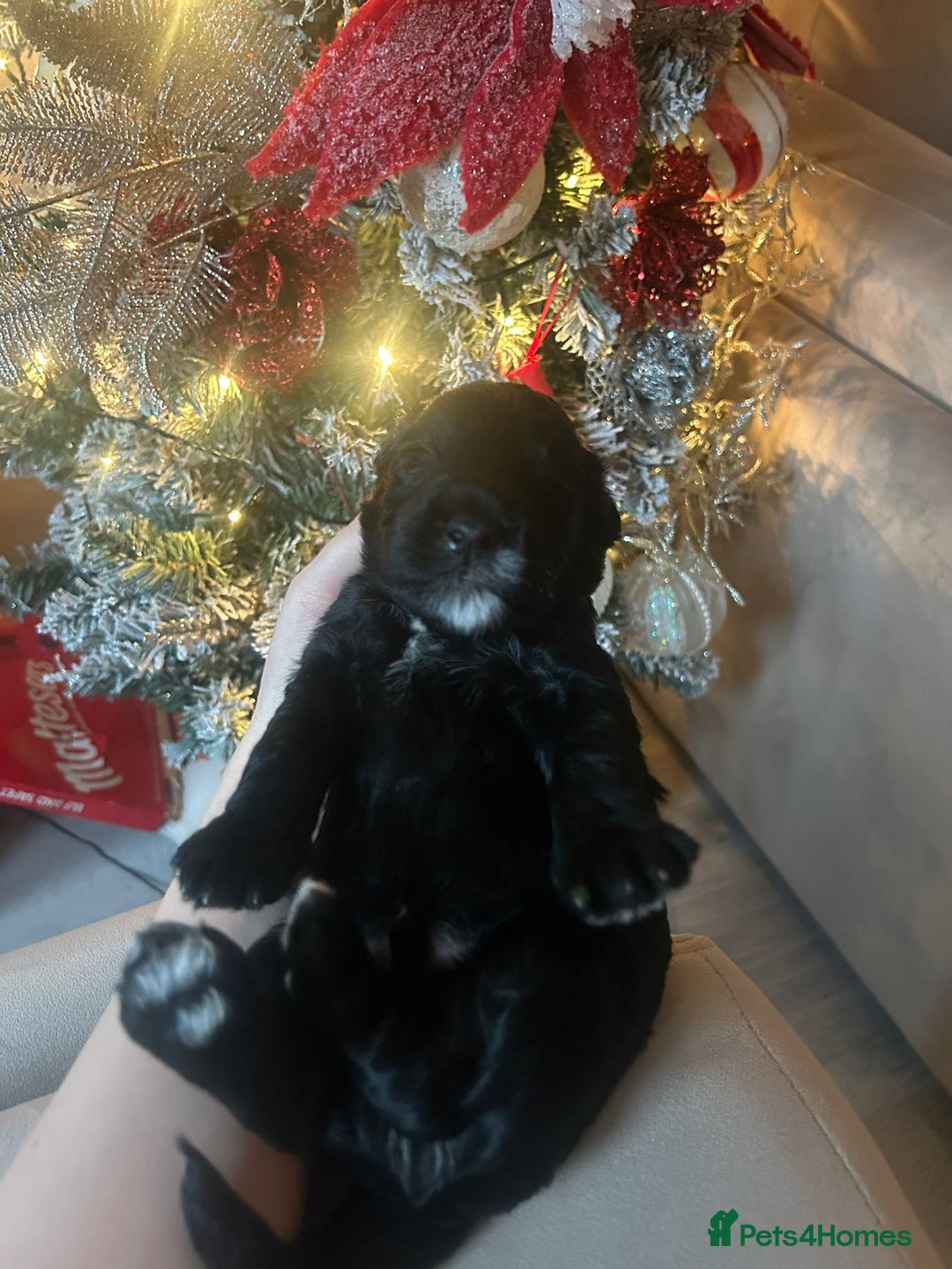 Cockapoo dogs for sale: F1 Cockapoo Puppies – 6 Newborn Pups - Advert 7