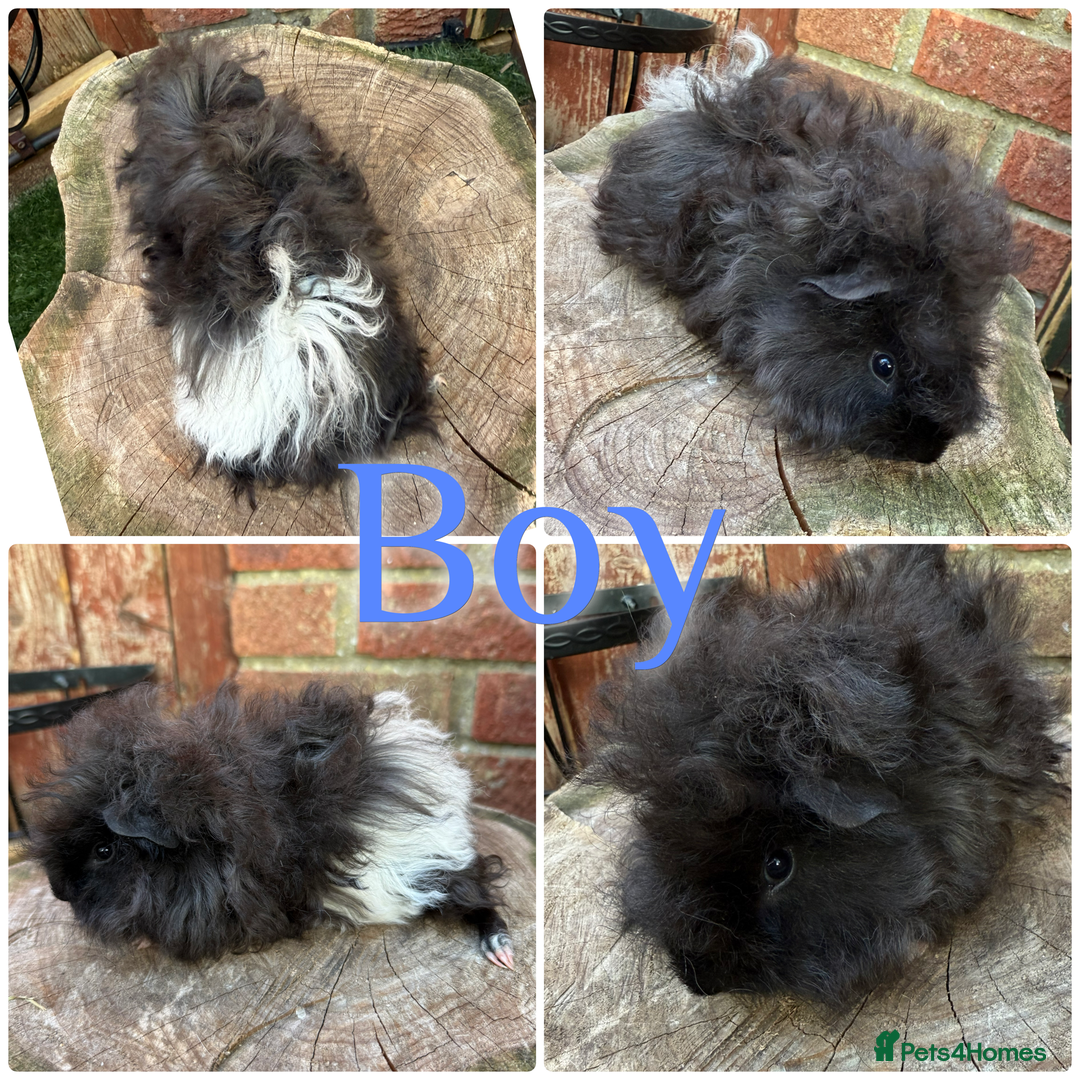 Guinea Pig rodents for sale: Male and female young/baby Guniea pigs for sale  - Image 5