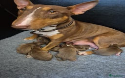 Miniature Bull terrier dogs for sale: 🐾 Exclusive Miniature Bull Terrier Puppies 🐾 - Image 1