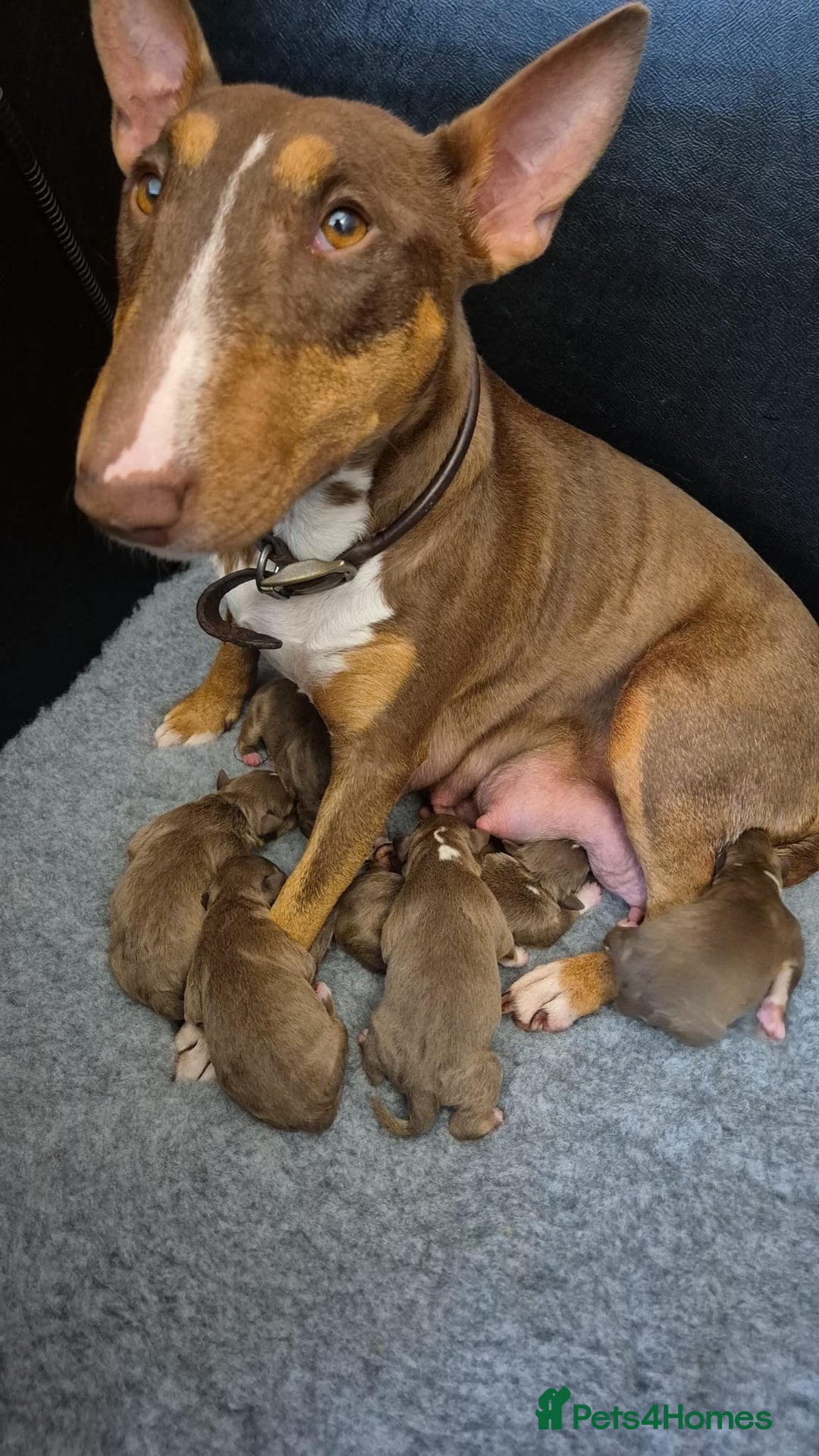 Miniature Bull terrier dogs for sale: 🐾 Exclusive Miniature Bull Terrier Puppies 🐾 - Image 1