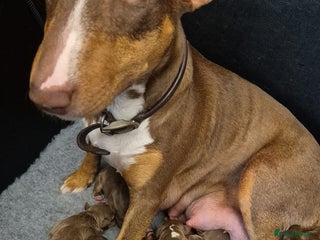 Miniature Bull terrier dogs - Advert 1