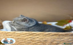 British Shorthair cats for sale: 3 British short hair / long hair kittens  - Image 33