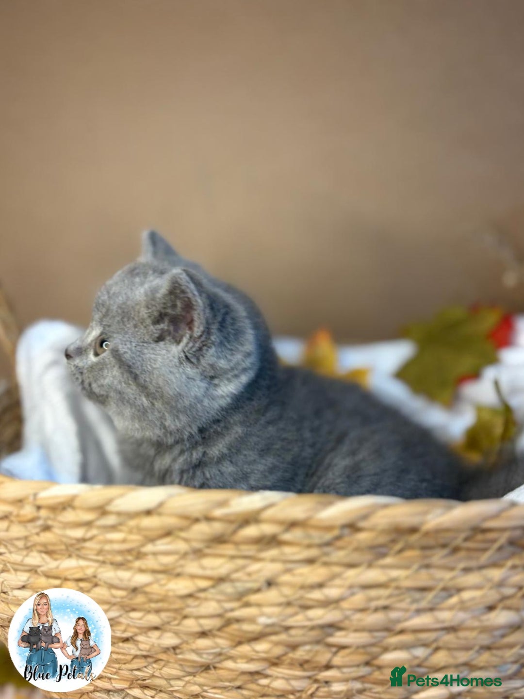 British Shorthair cats for sale: 3 British short hair / long hair kittens  - Image 33