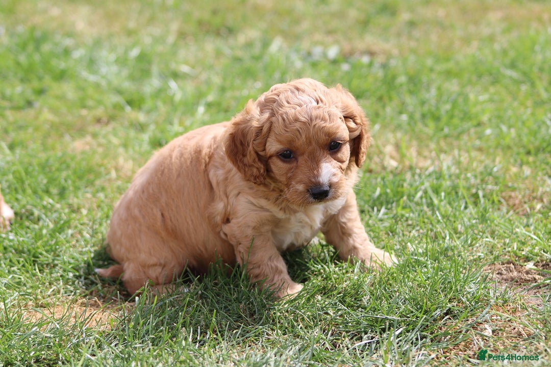 Cavapoochon dogs for sale: Beautiful Cavapoochon puppies for sale - Image 37