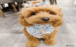 Cavapoo dogs for sale: Zoey a beautiful female Cavapoo puppy  - Image 5