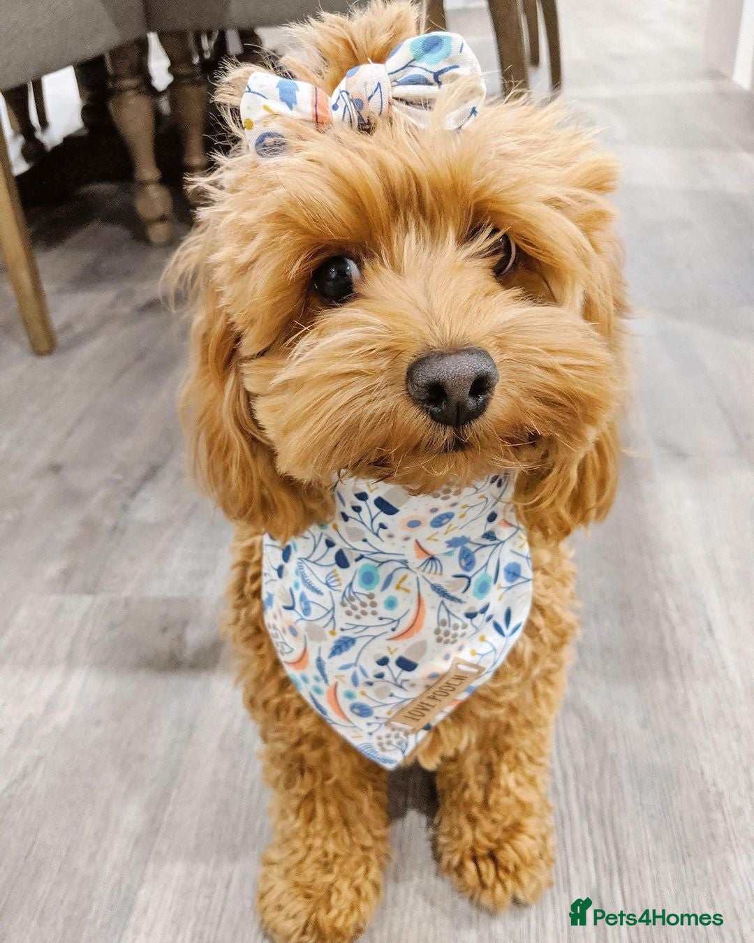 Cavapoo dogs for sale: Zoey a beautiful female Cavapoo puppy  - Image 5