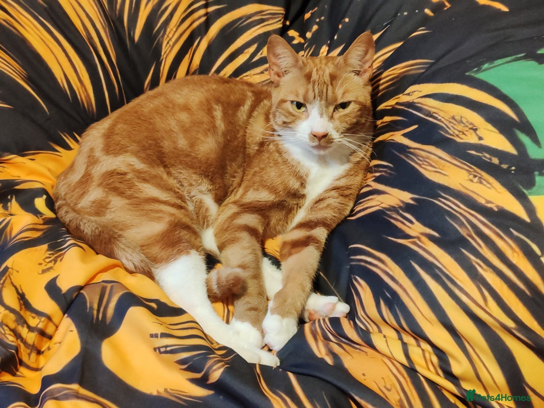 British Shorthair cats for sale: This is Ginnie  - Advert 2