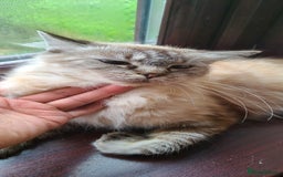Ragdoll cats for sale: Ragdoll x bengal //// bengal x tabby - Image 40