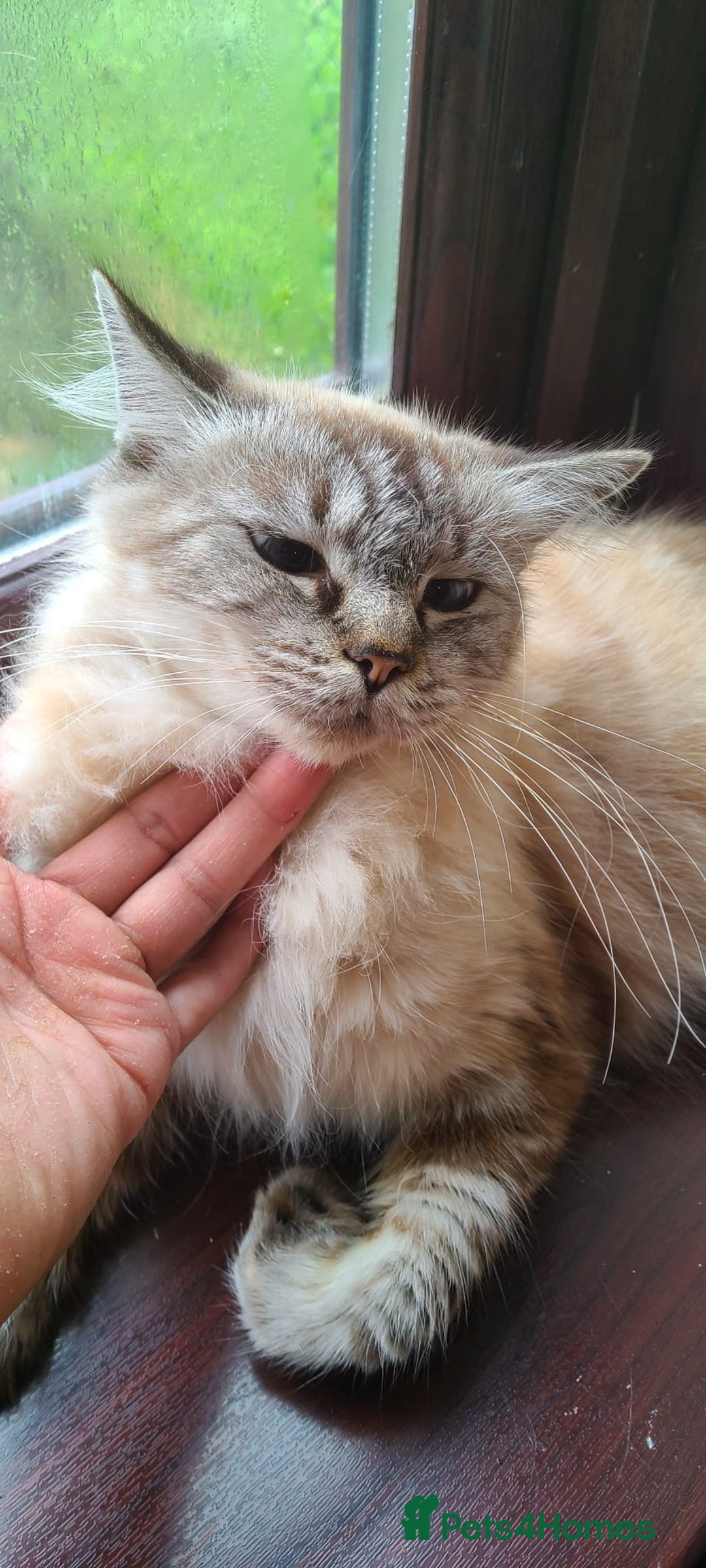 Ragdoll cats for sale: Ragdoll x bengal //// bengal x tabby - Image 40