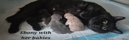 British Shorthair cats for sale: **Stunning TICA Registered Kittens** - Advert 21