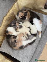 Exotic cats - Advert 2