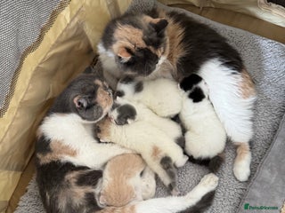 Exotic cats Outstanding quality exotic kittens Champion lines - Advert 5