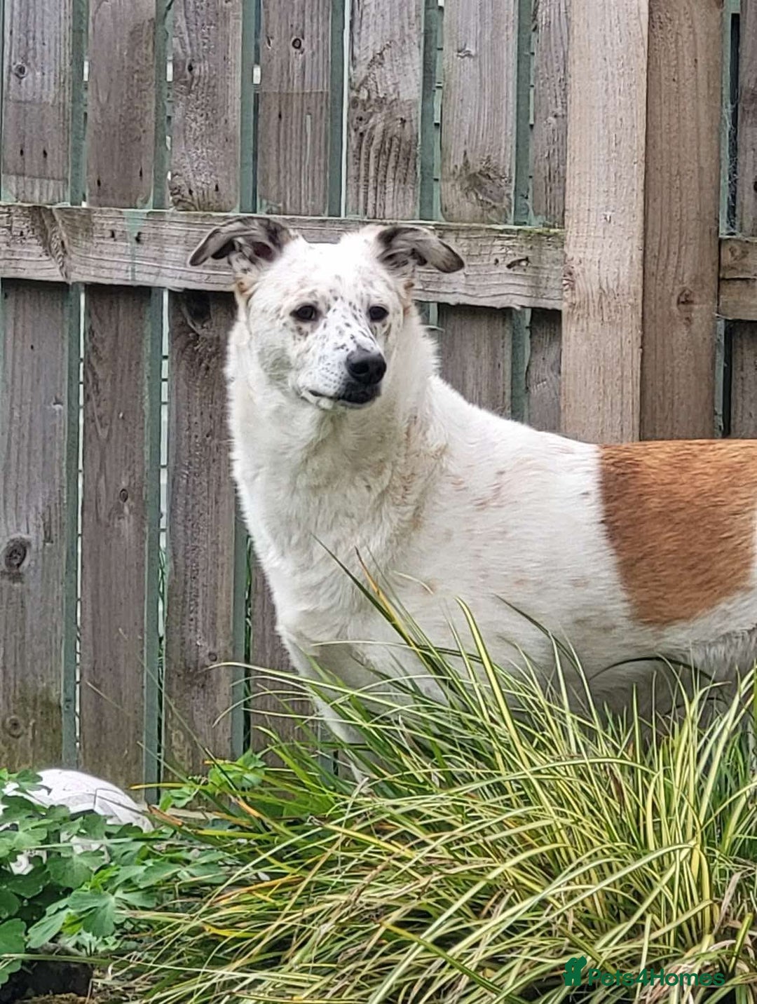 Mixed Breed dogs for adoption: Rescue dog Milly is looking for her second chance - Advert 6