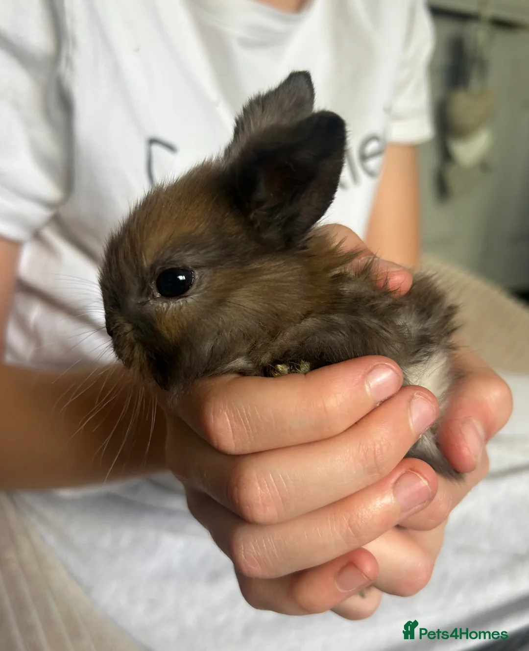 Mini Lop rabbits for sale: Stunning pure mini lop &  mini rex X mini lops   - Advert 2