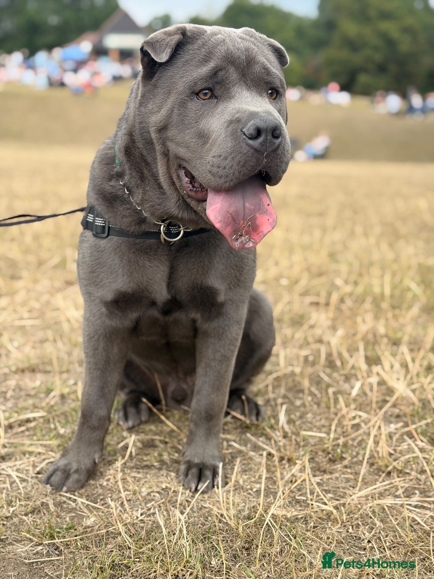 Mixed Breed dogs BEAUTIFUL BAGEL 💚 - Advert 5
