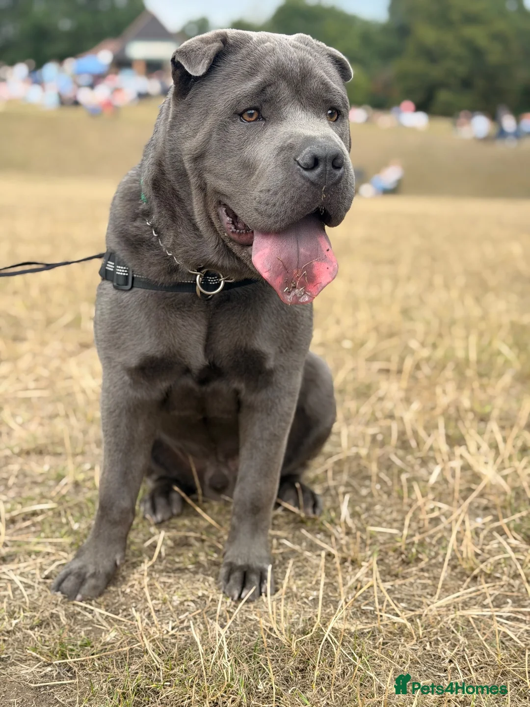 Mixed Breed dogs for sale: BEAUTIFUL BAGEL 💚 in London - Advert 1