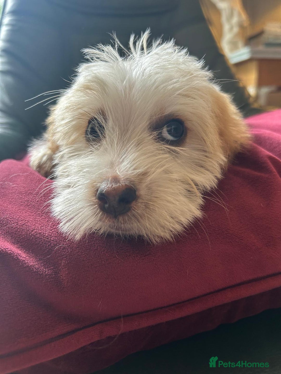 Cockapoo dogs for sale: Distinguished Cockapoo Puppies – Ready Today - Image 2
